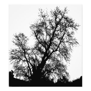 Baum Fotodruck