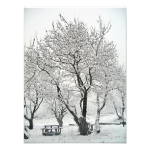 Baum Fotodruck