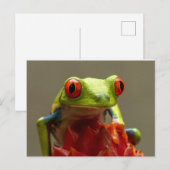 Baum Frog mit Roten Augen Postkarte (Vorne/Hinten)