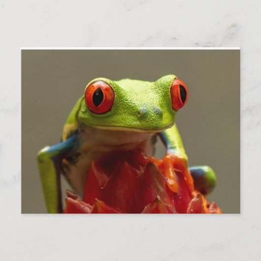 Baum Frog mit Roten Augen Postkarte (Vorderseite)