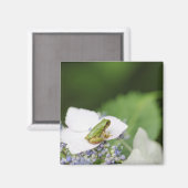 Baum Frog sitzend auf einem Hydrangea, Hyogo Magnet (Vorderseite/Rückseite)