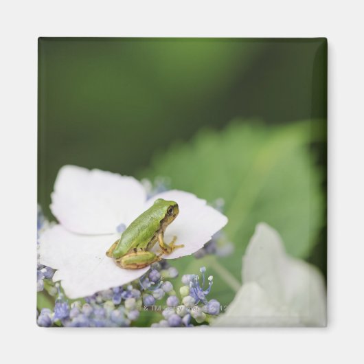 Baum Frog sitzend auf einem Hydrangea, Hyogo Magnet (Vorne)