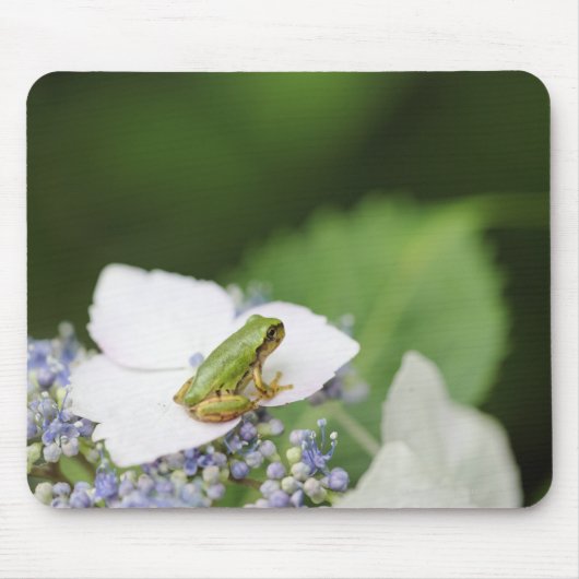 Baum Frog sitzend auf einem Hydrangea, Hyogo Mousepad (Vorne)