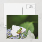 Baum Frog sitzend auf einem Hydrangea, Hyogo Postkarte (Vorne/Hinten)