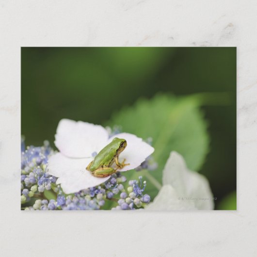 Baum Frog sitzend auf einem Hydrangea, Hyogo Postkarte (Vorderseite)