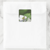 Baum Frog sitzend auf einem Hydrangea, Hyogo Quadratischer Aufkleber (Tasche)