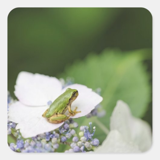 Baum Frog sitzend auf einem Hydrangea, Hyogo Quadratischer Aufkleber (Vorderseite)