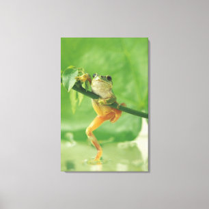 Baum-Frosch 6 Leinwanddruck