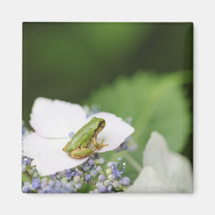 Baum-Frosch, der auf einem Hydrangea, Hyogo sitzt Magnet