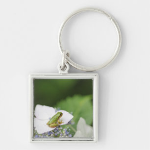 Baum-Frosch, der auf einem Hydrangea, Hyogo sitzt Schlüsselanhänger