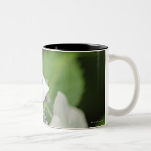 Baum-Frosch, der auf einem Hydrangea, Hyogo sitzt Zweifarbige Tasse