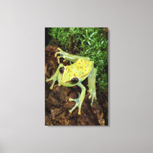 Baum-Frosch (Hylidae) Leinwanddruck