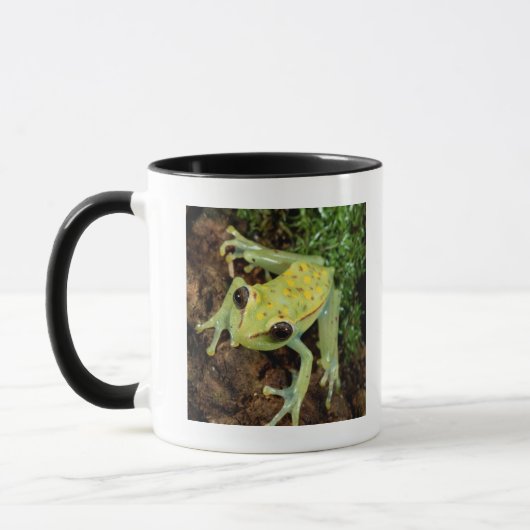 Baum-Frosch (Hylidae) Tasse (Links)