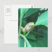 Baum-Frosch Postkarte (Vorne/Hinten)