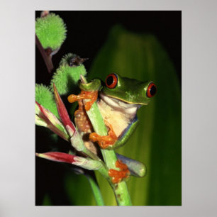 Baum-Froschplakat Poster