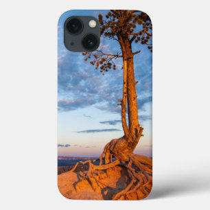 Baum haftet Leiste, Bryce Schlucht-Nationalpark an Case-Mate iPhone Hülle
