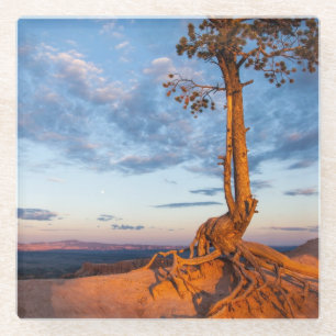 Baum haftet Leiste, Bryce Schlucht-Nationalpark an Glasuntersetzer
