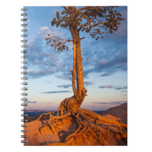 Baum haftet Leiste, Bryce Schlucht-Nationalpark an Notizblock