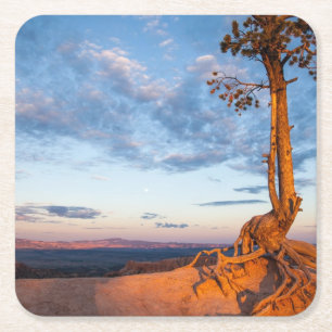 Baum haftet Leiste, Bryce Schlucht-Nationalpark an Rechteckiger Pappuntersetzer