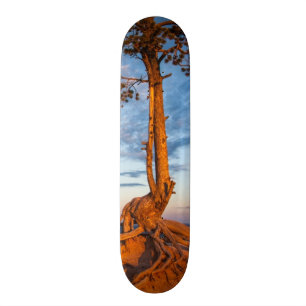 Baum haftet Leiste, Bryce Schlucht-Nationalpark an Skateboard