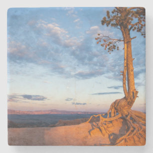 Baum haftet Leiste, Bryce Schlucht-Nationalpark an Steinuntersetzer