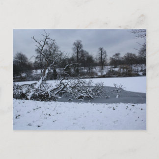 Baum hängt im Winter im Wasser Postkarte