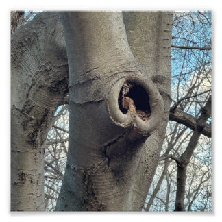 Baum Herz Fotodruck
