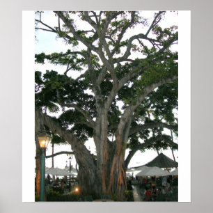 Baum Honolulu, Hawaii Waikiki Strand Poster