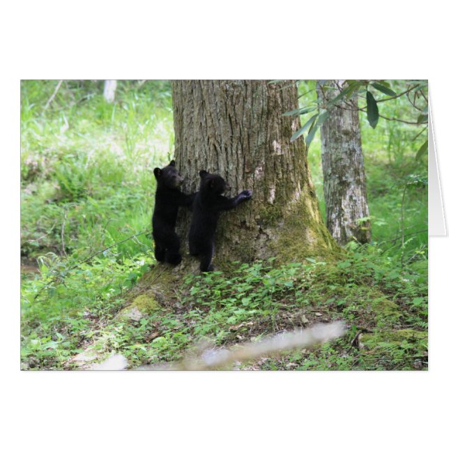 Baum Huggers (Vorderseite (Horizontal))