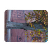 Baum im Dom Park | Deutschland Magnet (Horizontal)