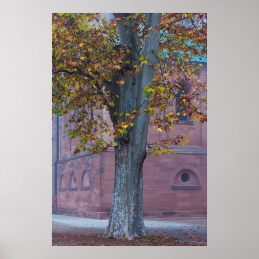 Baum im Dom Park | Deutschland Poster (Vorne)
