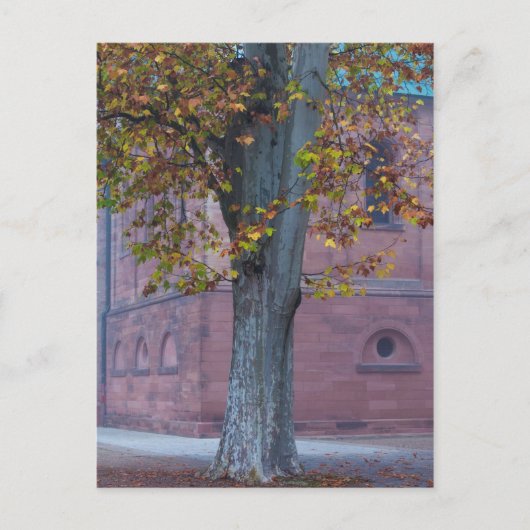 Baum im Dom Park | Deutschland Postkarte (Vorderseite)