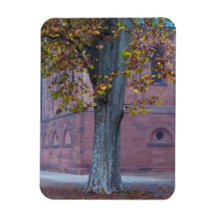 Baum im Domgarten Deutschland Magnet