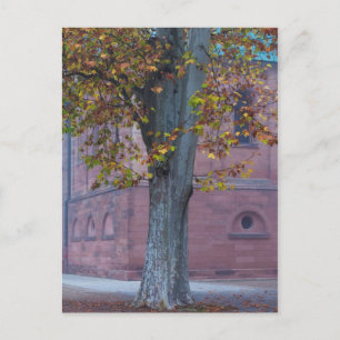 Baum im Dompark Deutschland Postkarte