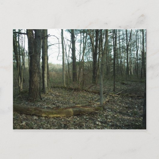 Baum im Grünen Postkarte (Vorderseite)