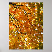 Baum im Herbst Poster (Vorne)