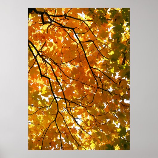 Baum im Herbst Poster (Vorne)