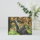Baum im Herbst Postkarte (Stehend Vorderseite)