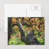 Baum im Herbst Postkarte (Vorne/Hinten)