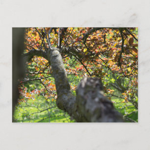 Baum im Herbst Postkarte