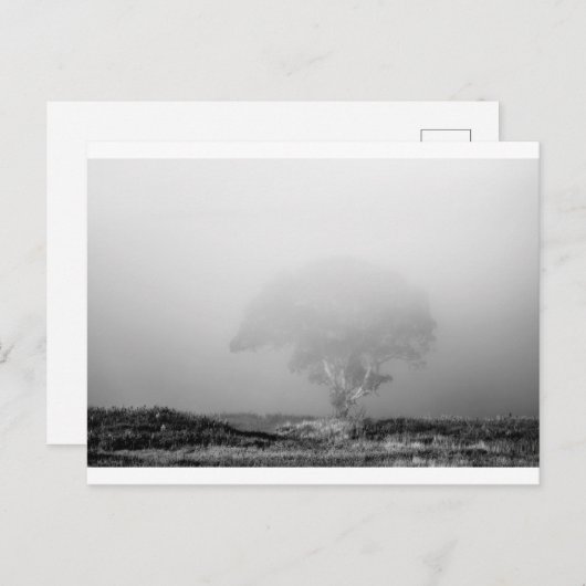 Baum im Nebel Postkarte (Vorne/Hinten)