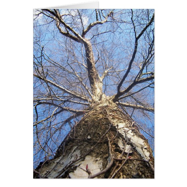 Baum im Winter (Vorne)