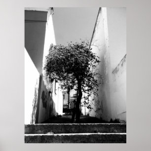 "Baum in Cape Town" JTG Kunst-Plakat Poster