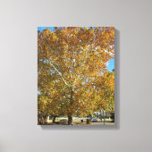 Baum in der goldenen Stunde Leinwanddruck (Vorderseite)