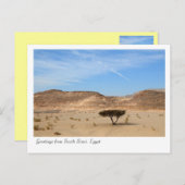 Baum in der Wüste, Südsinai, Ägypten Postkarte (Vorne/Hinten)
