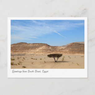 Baum in der Wüste, Südsinai, Ägypten Postkarte