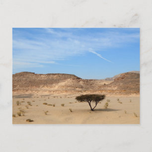 Baum in der Wüste, Südsinai, Ägypten Postkarte
