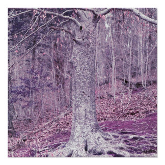 Baum in Dunbar Poster