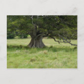 Baum in einem Feld Postkarte (Vorderseite)