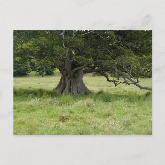 Baum in einem Feld Postkarte (Vorderseite)